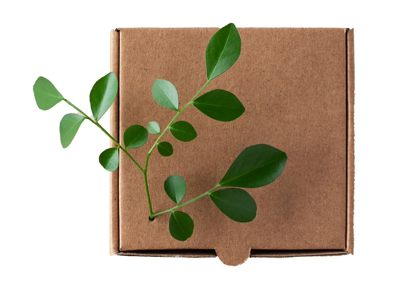 Kartonverpackung aus brauner Pappe mit grünem Zweig für nachhaltige, plastikfreie Verpackung.