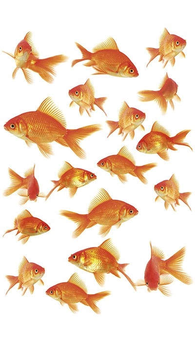 Static, Fish Orange, 15x 23,5 cm