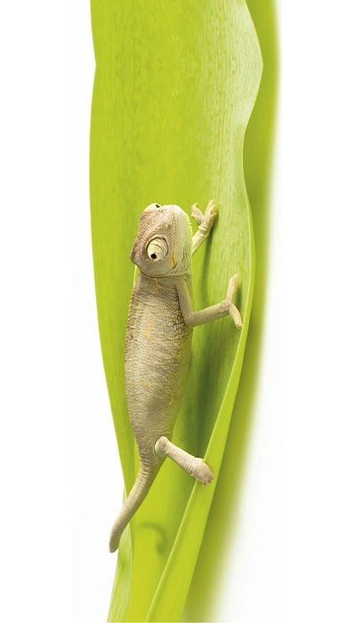 Chameleon