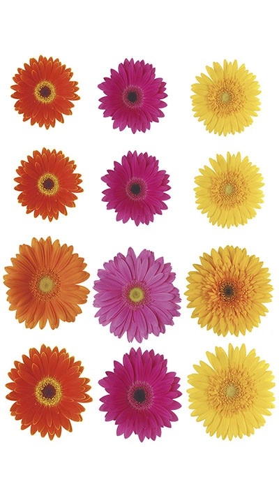 Static, Gerbera Multicolor, 15x 23,5 cm