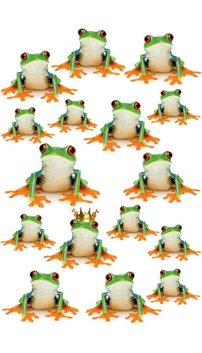 Frogs