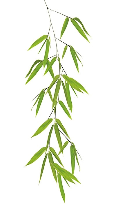 Bamboo